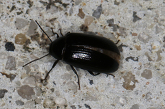 Chalcopteroides cyanopterus