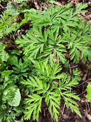 Dicentra formosa