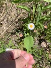 Erigeron procumbens