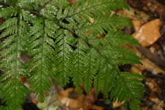 Parapolystichum microsorum