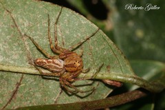 Oxyopes incertus