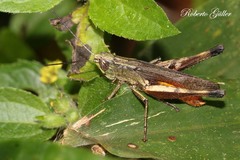 Amblytropidia robusta