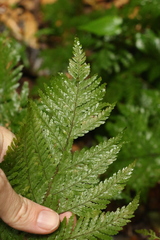 Parapolystichum microsorum