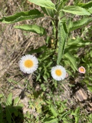 Erigeron procumbens