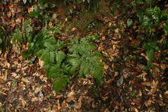 Parapolystichum microsorum