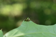 Smilia camelus