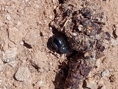 Tentyria ramburi