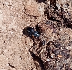 Tentyria ramburi