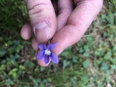 Viola affinis