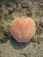 Pseudocorystes sicarius