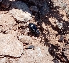 Tentyria ramburi