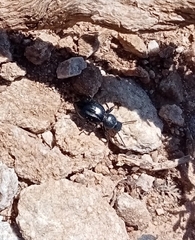 Tentyria ramburi