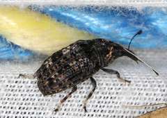 Taburnus tessellatus