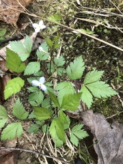 Xanthorhiza simplicissima