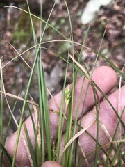 Carex willdenowii