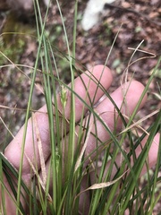 Carex willdenowii