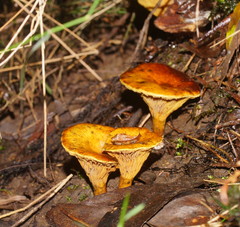 Austropaxillus muelleri