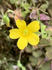 Oxalis colorea
