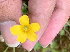 Oxalis colorea