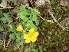 Oxalis colorea