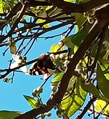 Vanessa atalanta