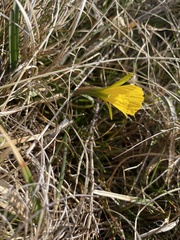 Narcissus minor