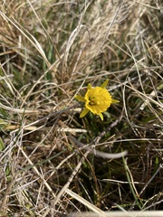 Narcissus minor