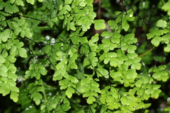 Adiantum atroviride