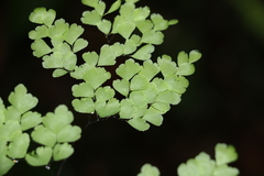 Adiantum atroviride