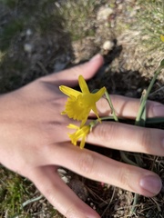 Narcissus minor