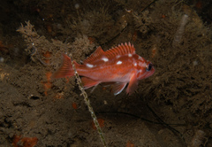 Sebastes rosaceus
