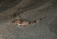 Chitonotus pugetensis