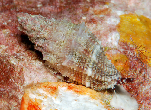 Vexillum roseum observed 2011-11-20