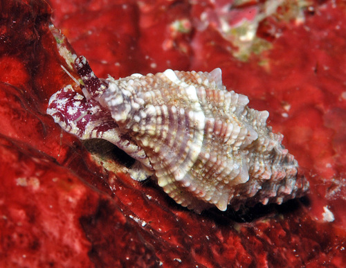 Vexillum roseum observed 2011-11-21