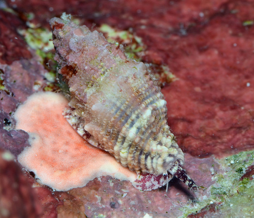 Vexillum roseum observed 2012-01-23