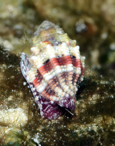 Vexillum roseum observed 2013-10-14