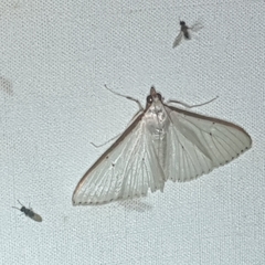 Palpita austrounionalis