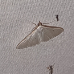 Palpita austrounionalis