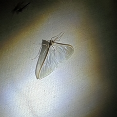 Palpita austrounionalis