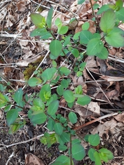 Symphoricarpos albus