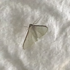 Palpita austrounionalis