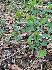 Symphoricarpos albus