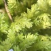 Tree-skirt Moss - Photo (c) Blair Young, some rights reserved (CC BY-NC), uploaded by Blair Young