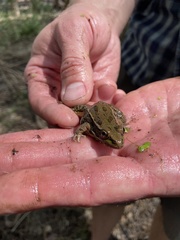 Lithobates yavapaiensis
