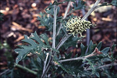 Grevillea willisii