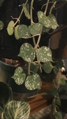 Hoya curtisii