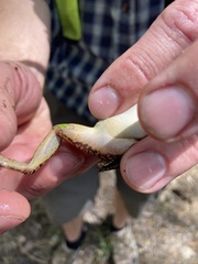 Lithobates yavapaiensis