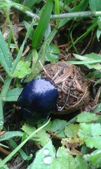 Deltochilum mexicanum