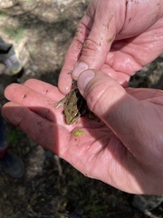 Lithobates yavapaiensis
