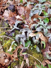 Trillium recurvatum